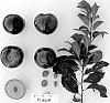Prunus%20salicina%20%27Suplumthirtynine%27