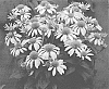 Echinacea%20purpurea%20%27Little%20Angel%27