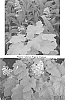 Heuchera%20hybrid%20%27Electric%20Lime%27