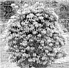 Lonicera%20periclymenum%20%27Inov71%27