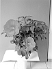 Hibiscus%20hybrida%20%27Oak%20Red%27