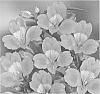 Alstroemeria%20hybrida%20%27Zalsance%27
