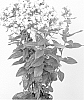 Phlox%20paniculata%20%27Jade%27