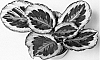 CALATHEA%20PLANT%20NAMED%20%27HGV09%27