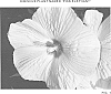 Hibiscus%20hybrid%20%28L.%29%20%27Pink%20Elephant%27