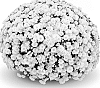 Chrysanthemum%20x%20morifolium%20%27Jasoda%20White%27