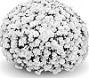 Chrysanthemum%20x%20morifolium%20%27Jasoda%20White%27