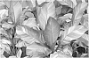 Ensete%20ventricosum%20%27Tandarra%20Rainbow%27