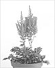 Astilbe%20hybrida%20%27Little%20Vision%20in%20Pink%27