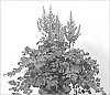 Astilbe%20chinensis%20%27Purple%20Rain%27