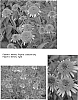 Echinacea%20spp.%20%27Coral%20Reef%27