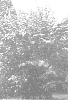 Interspecific%20cornus%20hybrid%20designated%20KF%20111-1