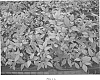 Nandina%20domestica%20%27Seika%27