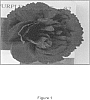 Dianthus%20caryophyllus%20%27FLORIAMETRINE%27