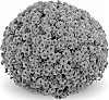Chrysanthemum%20x%20morifolium%20%27Mefisto%20Purple%27