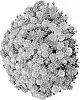 Chrysanthemum%20x%20morifolium%20%27Girona%20Orange%27