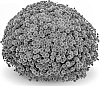 Chrysanthemum%20x%20morifolium%20%27Staviski%20Dark%20Pink%27