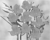 Alstroemeria%20hybrida%20%27Zalsatal%27