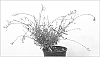 Gaura%20lindheimeri%20%27Summer%20Emotions%27