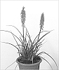 Kniphofia%20uvaria%20%27Red%20Rocket%27