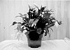 Cactaceae%20Plant%20named%20%22Gail%20Glazier%22