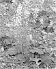 TIARELLA%20PLANT%20NAMED%20%27DELAWARE%27