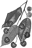 Prunus%20avium%20%27Royal%20Marie%27