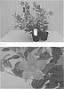 Mandevilla%20sanderi%20%28Hemsl.%29%20%27Hannyajisenred6106%27