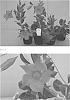 Mandevilla%20sanderi%20%28Hemsl.%29%20%27Kedoaka5152%27