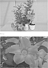 Mandevilla%20sanderi%20%28Hemsl.%29%20%27Tsukiakaripink6030%27