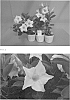 Mandevilla.%20Lindl.%20%27Kamishindenpink5005%27