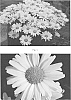 Leucanthemum%20superbum%20%27Daisy%20Duke%27