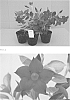 Mandevilla%20sanderi%20%28Hemsl.%29%20%27Sawaranored5134%27