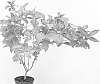 Weigela%20florida%20%27Wings%20of%20Fire%27