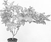 Weigela%20florida%20%27Wings%20of%20Fire%27