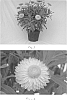Helichrysum%20breacteatum%20%27Harvest%20Fire%27