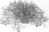 Campanula%20portenschlagiana%20%27PKMP07%27