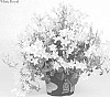 Campanula%20portenschlagiana%20%27White%20Royal%27