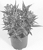 Gentiana%20scabra%20%27Gento%27