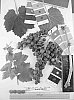 Grapevine%20plant%20named%20%27Sugrathirtysix%27