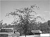 Zelkova%20tree%20named%20%27JSC%20Kingsthree%27
