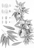 Prunus%20dulcis%20%27Supareil%27