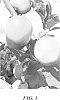 Malus%20domestica%20Mill.%20%27PremA153%27