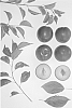 Prunus%20sp.%20%27Sweetcot%20II%27