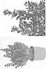 Ilex%20x%20meservae%20%27Monnieves%27
