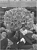 Hydrangea%20macrophylla%20%27Strada%27