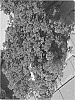 Verbena%20hybridus%20%27Sumverb%200901%27