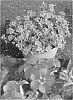 Phlox%20drummondii%20%27Sunphlocopapi%27