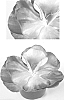Kalanchoe%20thyrsiflora%20%27Fantastic%27
