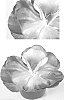 Kalanchoe%20thyrsiflora%20%27Fantastic%27